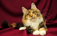 /album/gatitosymas/gatitos-0-2-jpg/